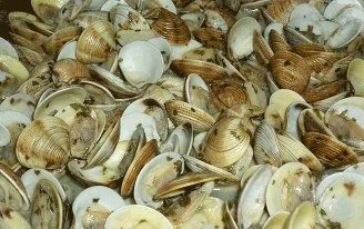 Almejas salteadas